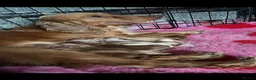 Cockapoo dogs for sale: ***Waiting Lists Now Open*** in Deal - Advert 9