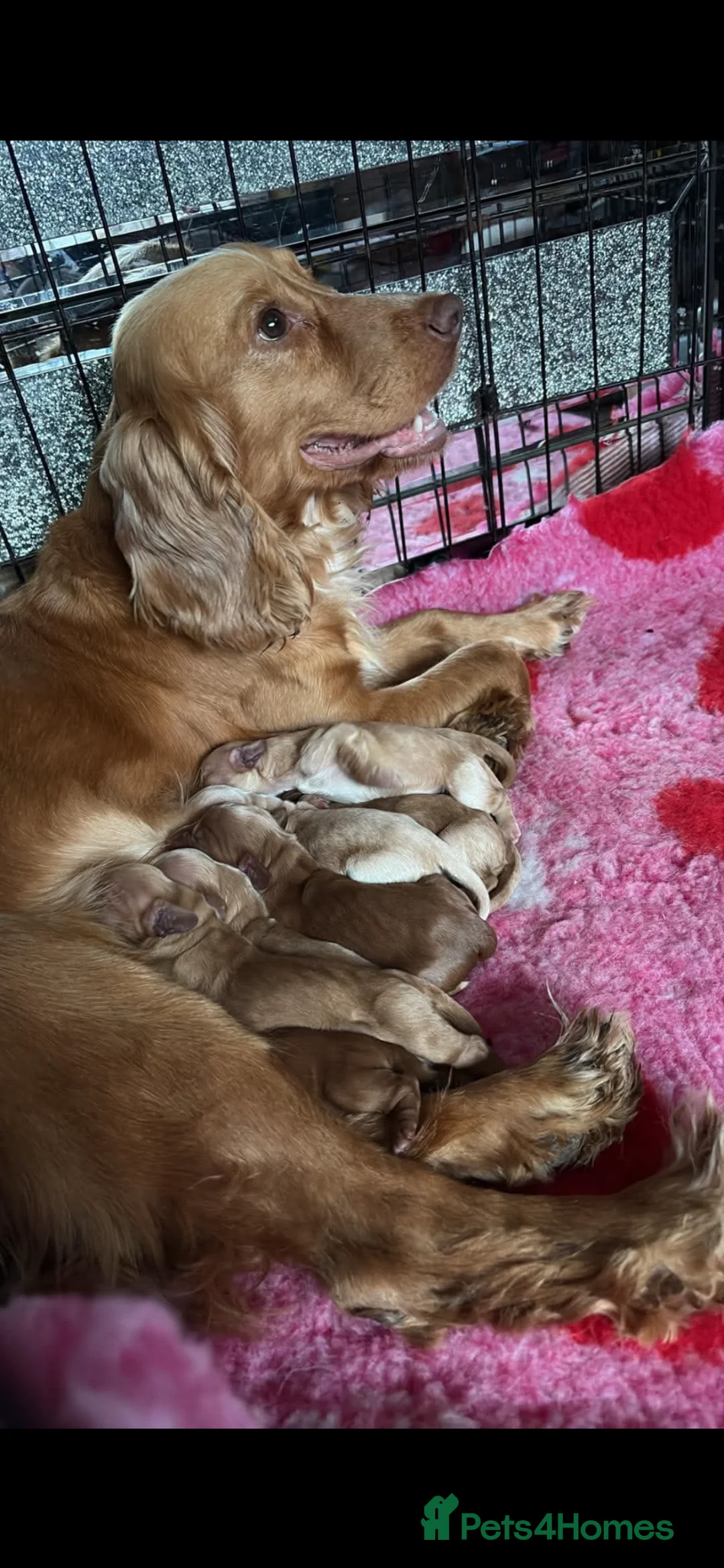 Cockapoo dogs for sale: ***Waiting Lists Now Open*** in Deal - Advert 9