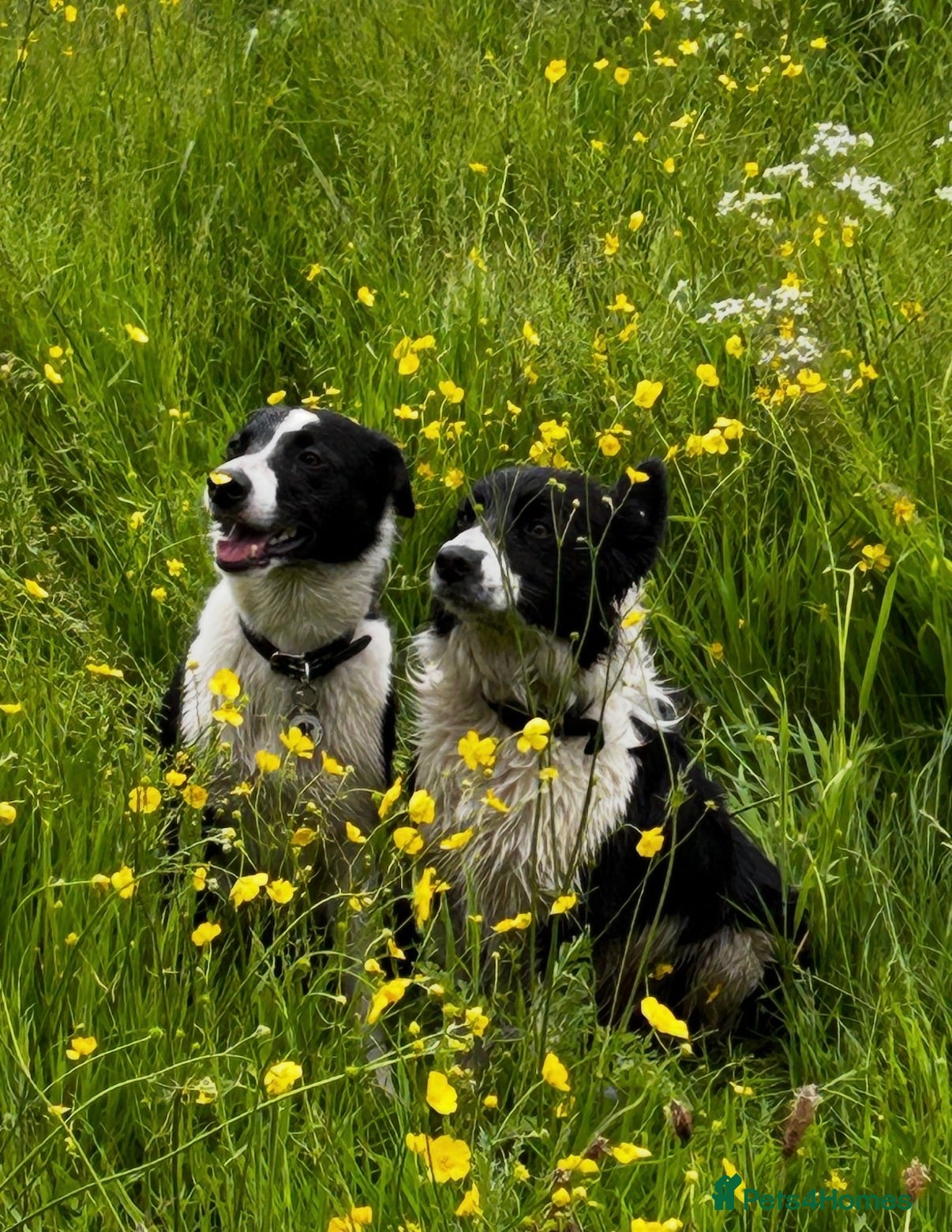 Border Collie dogs Pure breed Border Collies short and long hair - Advert 2