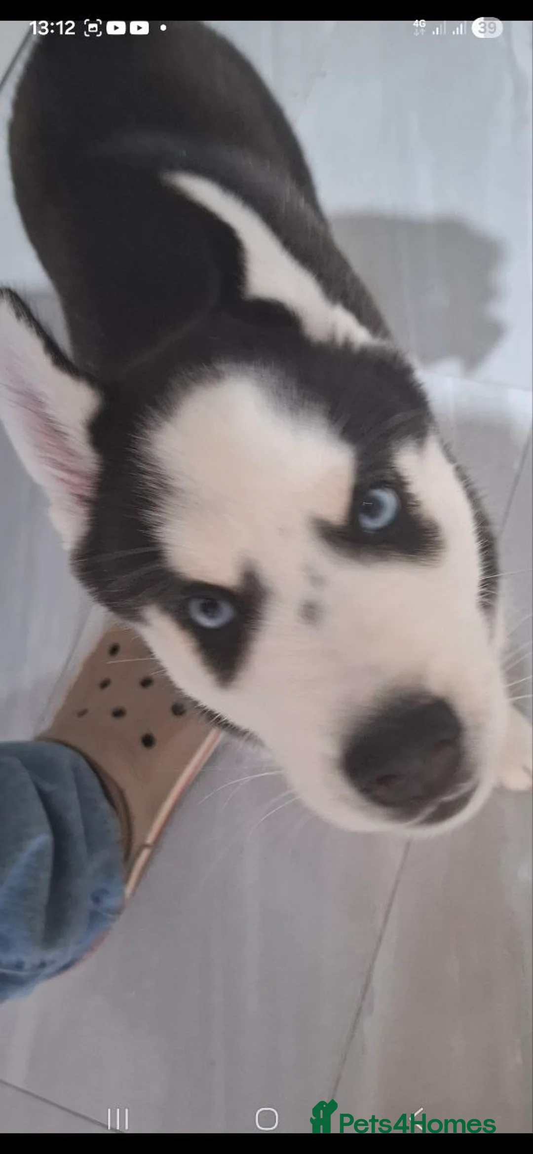 Siberian Husky dogs for sale: Siberian Huskies- BIG and WOOLY (4 Female, 1 Male) - Advert 14