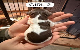 English Springer Spaniel dogs for sale: Gorgeous ESS Puppies-Heavily Marked Liver & White - Image 6