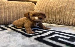 Cavapoo dogs for sale: 🐶 Beautiful Red Cavapoo Puppies – Ready November  - Image 22