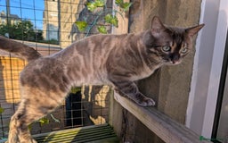 Bengal cats for sale: 🤍🖤🩶 Bengal Kittens 🩶🖤🤍 in Barnoldswick - Image 40