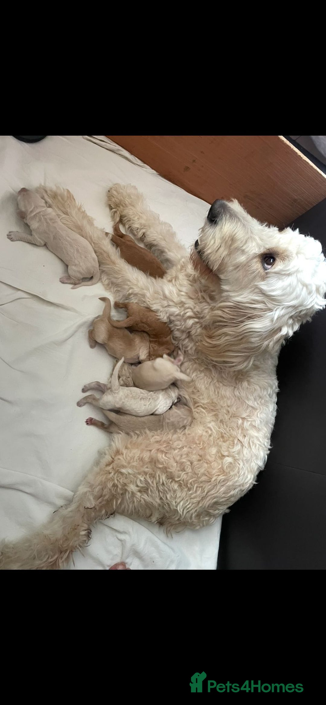Double Doodle dogs for sale: Beautiful Double Doodles puppies  - Image 19