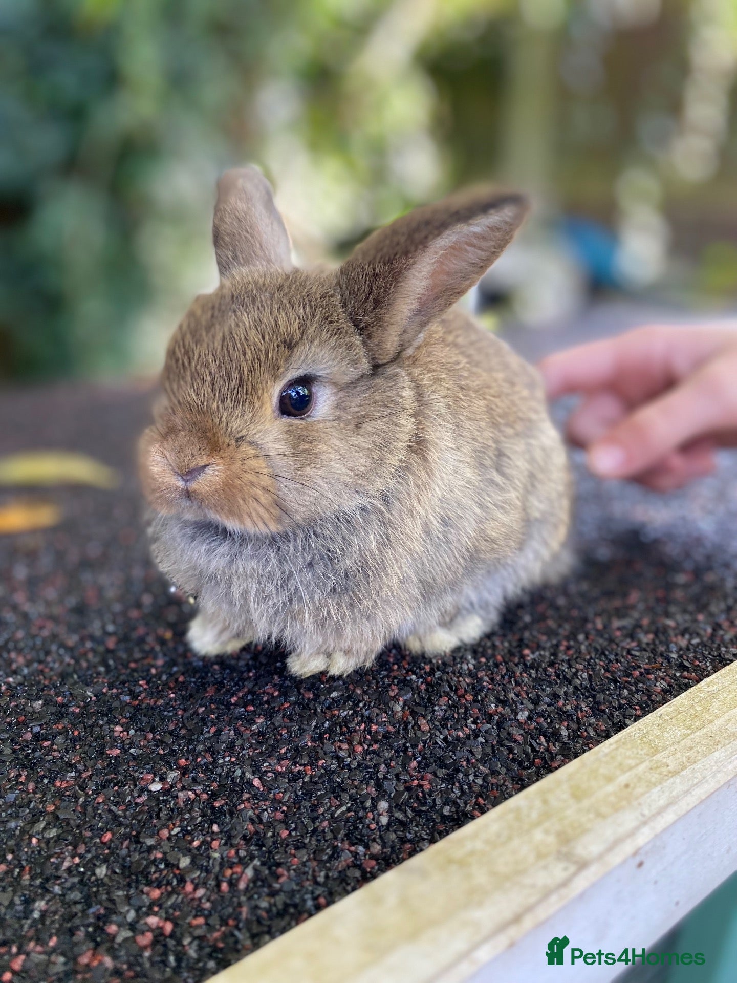 Mini Lop rabbits Baby lop bunnies  - Advert 21