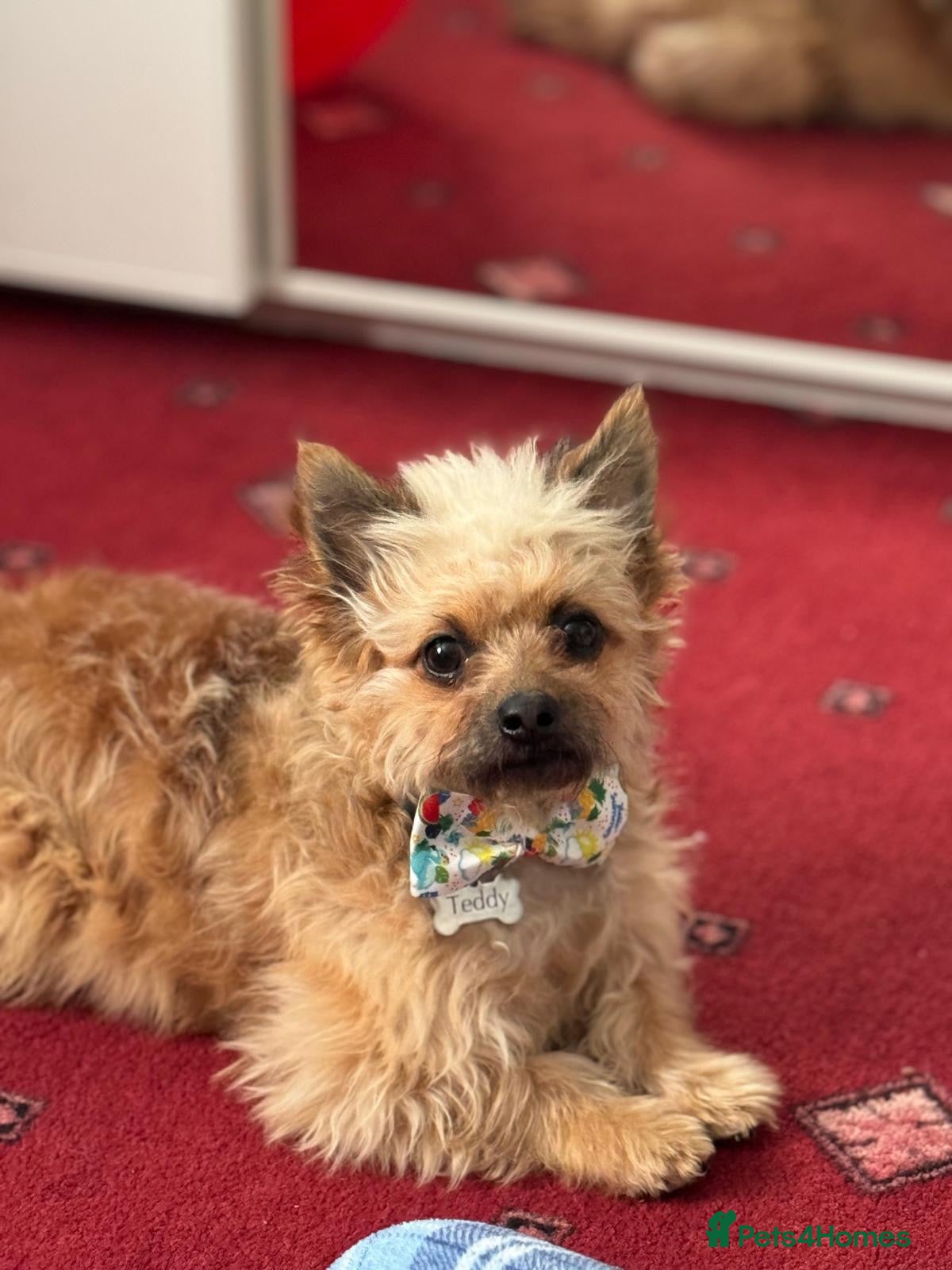 Mixed Breed dogs Teddy - Advert 6