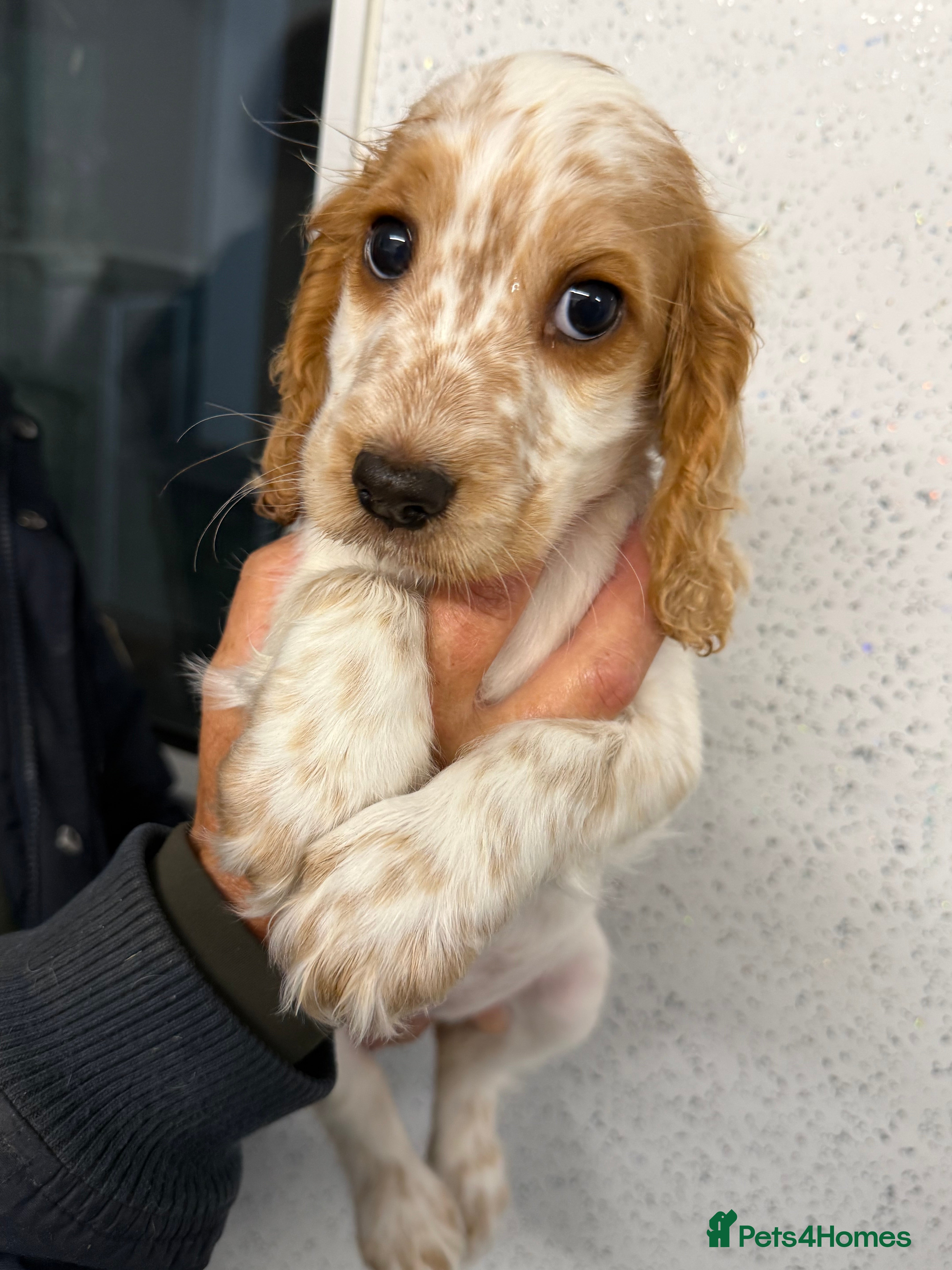 Cocker Spaniel dogs Kc reg cocker soaniels - Advert 2