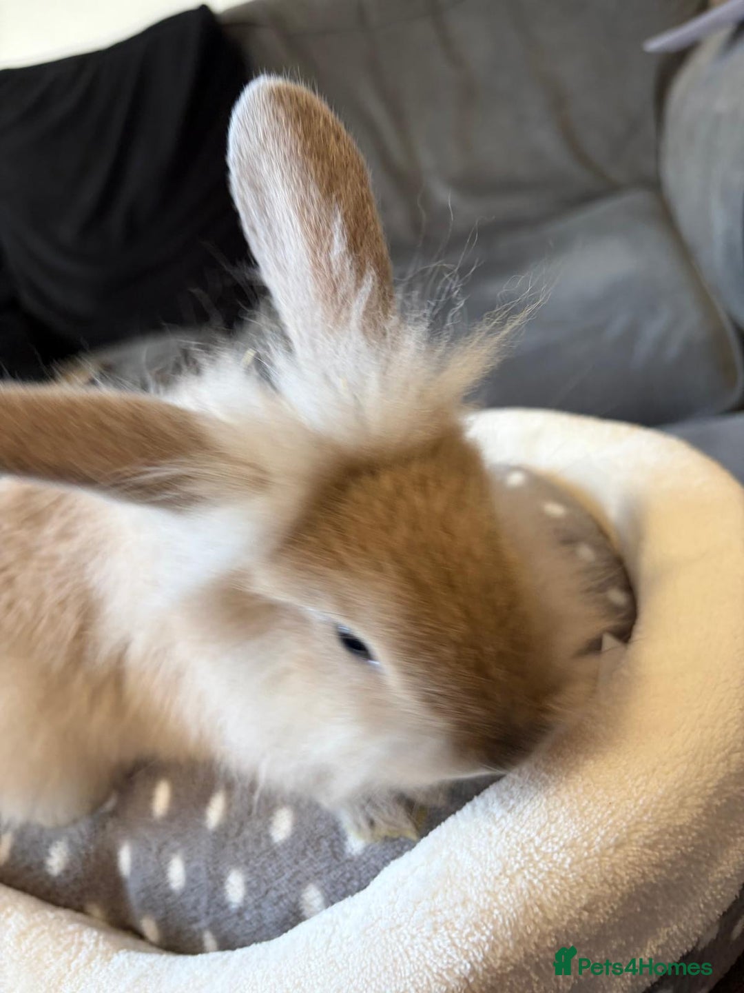 Lionhead rabbits for sale: Beautiful Lionhead/Mixed breed baby rabbits  - Image 19