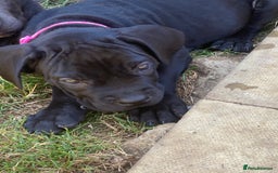 Cane Corso dogs for sale: Big Pure Cane Corso Puppies Ready Now!  - Image 5