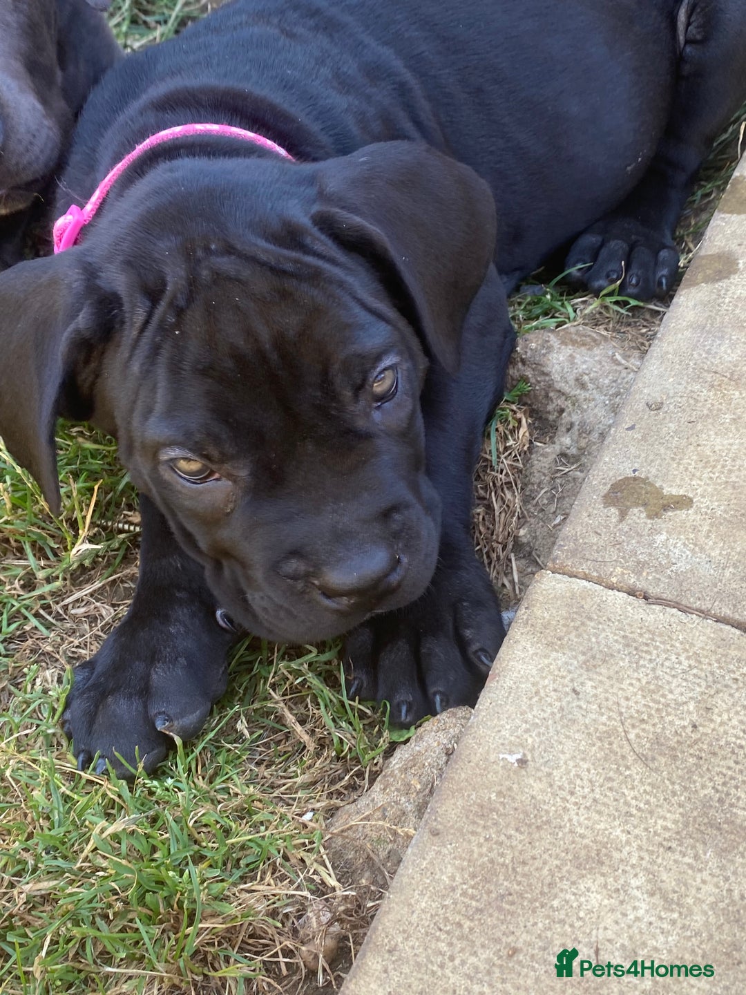 Cane Corso dogs for sale: Big Pure Cane Corso Puppies Ready Now!  - Image 5