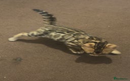 Bengal cats for sale: ⭐️⭐️QUALITY BENGAL FEMALE KITTEN⭐️⭐️ - Image 8