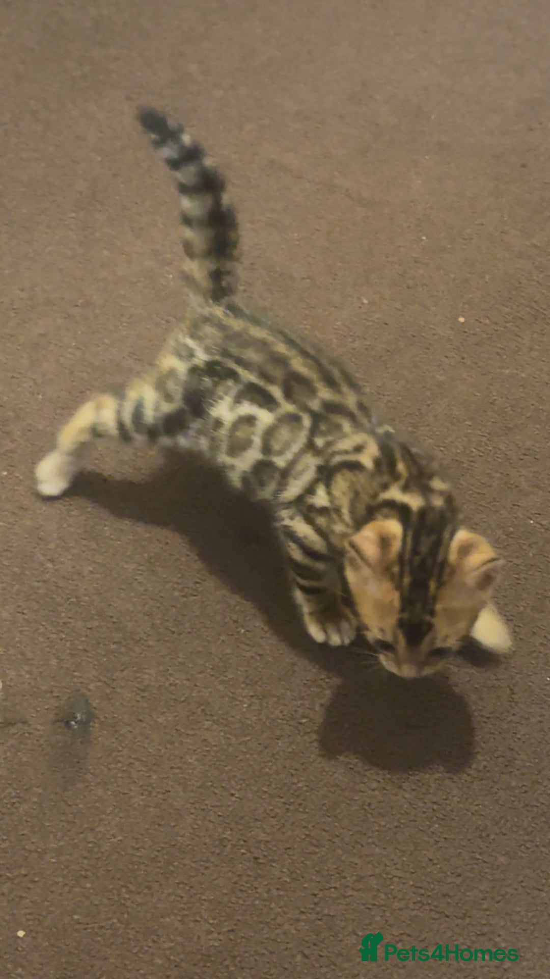 Bengal cats for sale: ⭐️⭐️QUALITY BENGAL FEMALE KITTEN⭐️⭐️ - Image 8