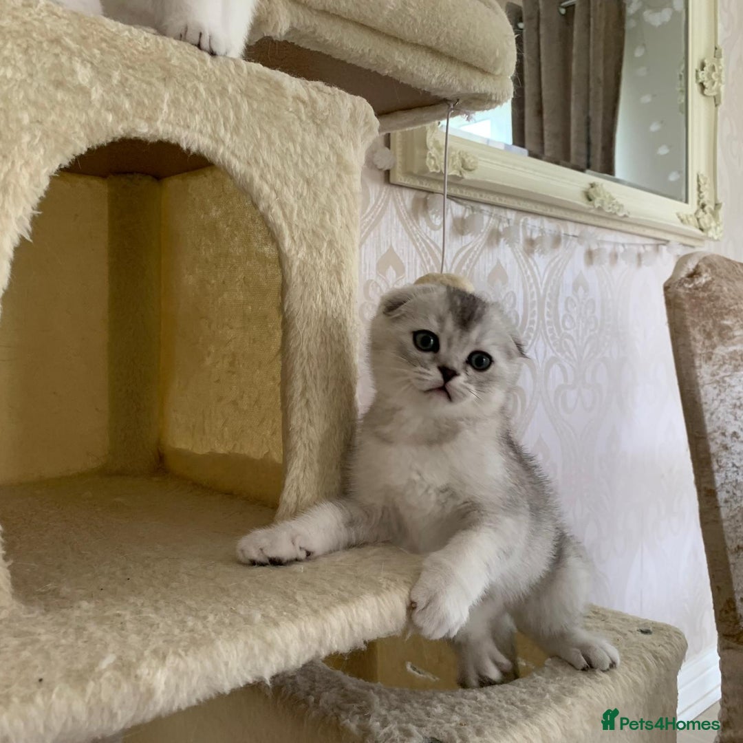 Scottish Fold cats for sale:  We have two last kittens left 🐱 - Image 11