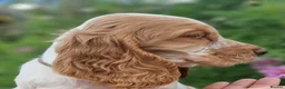 Cocker Spaniel dogs for sale: Pedigree Cocker Spaniel Puppies  - Advert 8