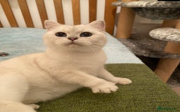 British Shorthair cats for sale: Stunning Silver Point Pedigree Girl - Image 3