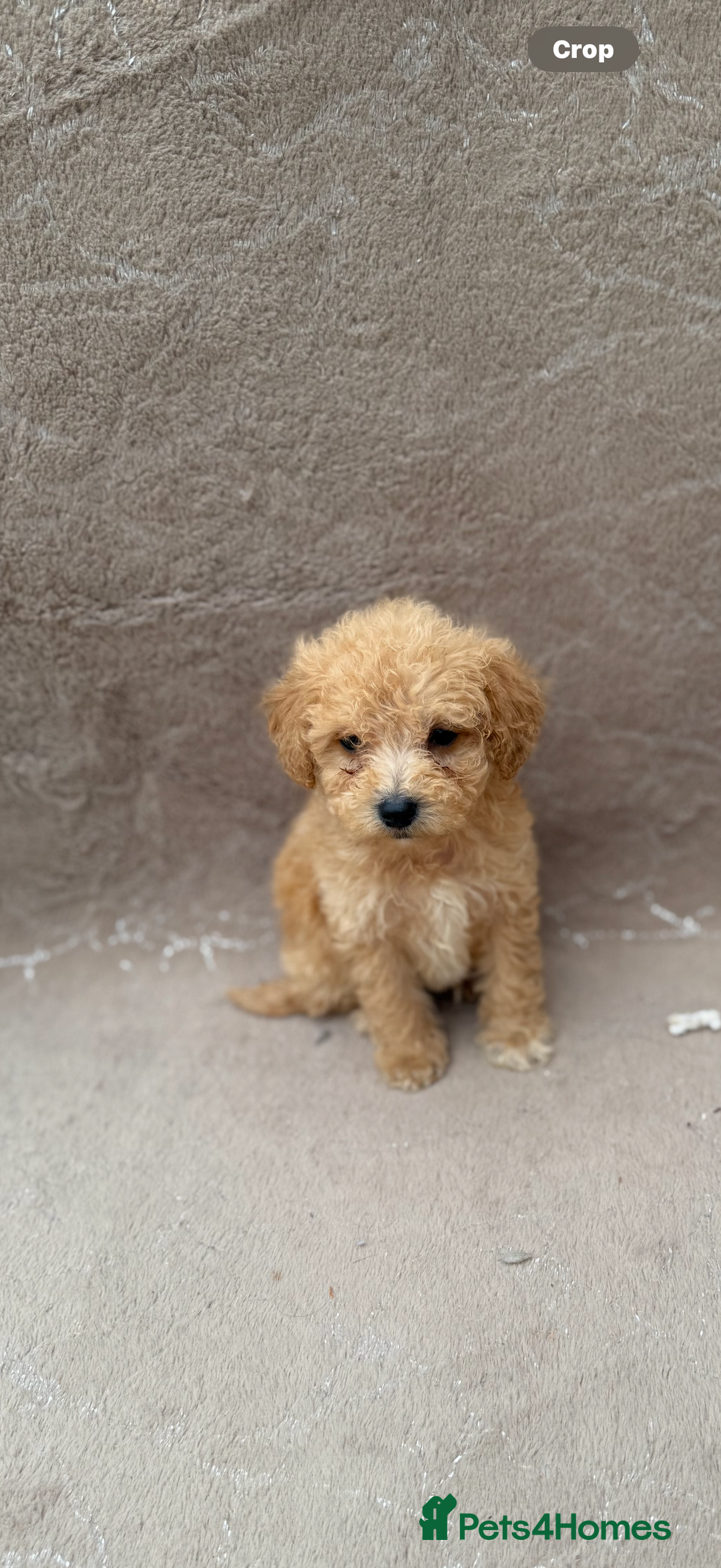 Maltipoo dogs for sale: Maitlpoo  - Advert 12