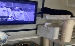 Mixed Breed cats for sale: Scottish fold cross for sale  - Image 22