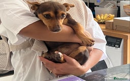 Jack Russell dogs for sale: Jack Russell  - Image 3