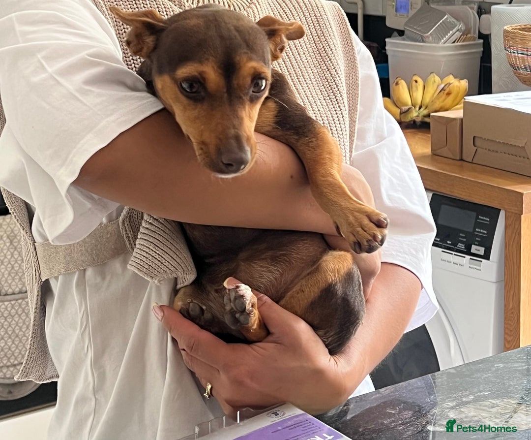 Jack Russell dogs for sale: Jack Russell  - Image 3
