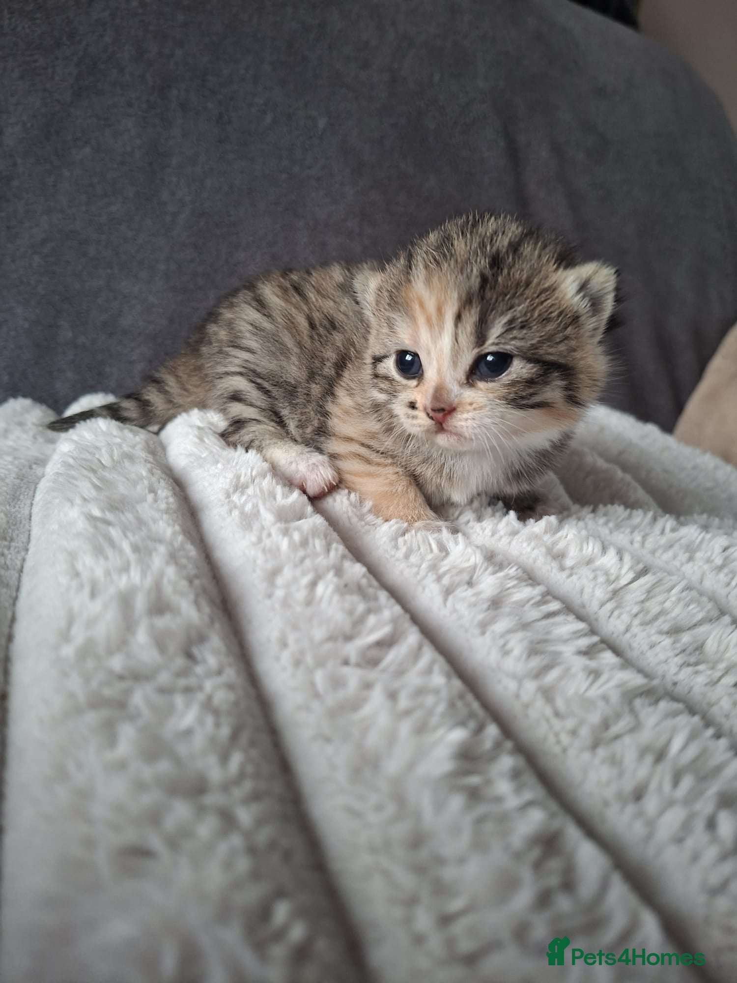 British Shorthair cats 5 Fluffy Tigers - Advert 2