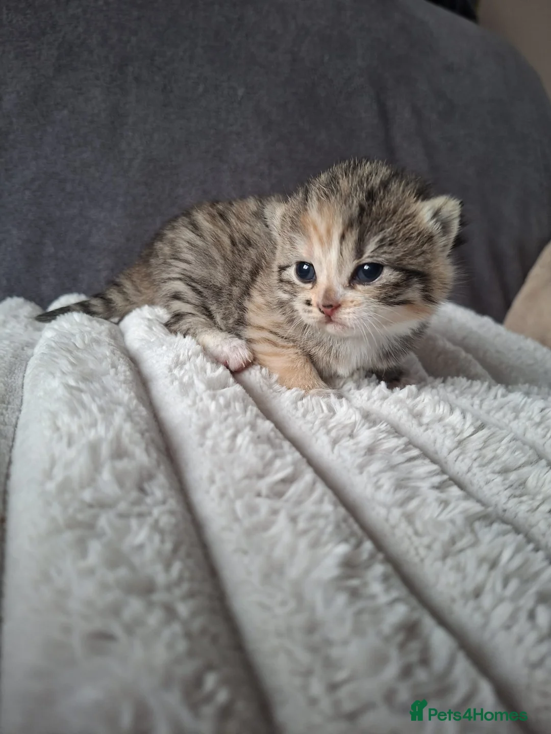 British Shorthair cats for sale: 5 Fluffy Tigers - Advert 2