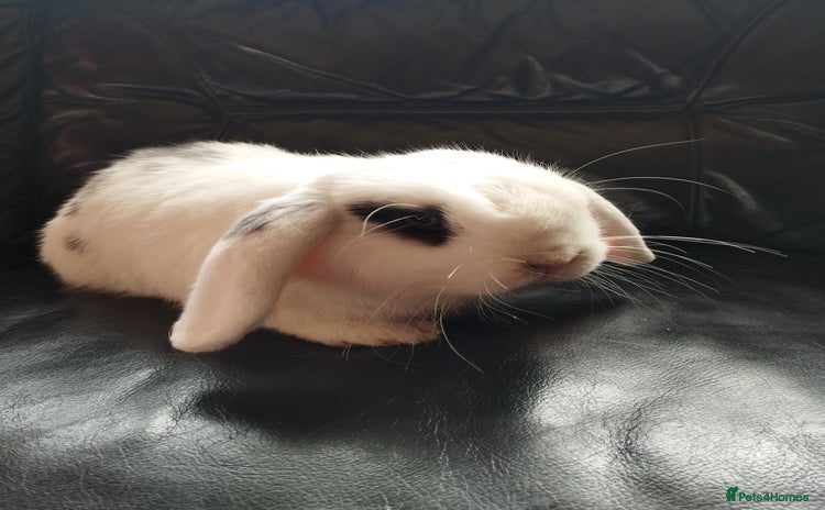 Mini Lop rabbits for sale in Market Drayton - Advert 2