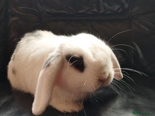 Mini Lop rabbits in Market Drayton - Advert 2