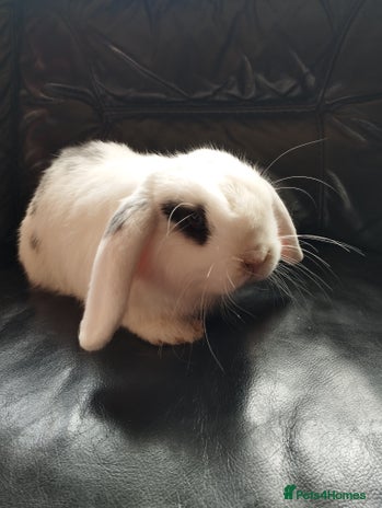 Mini Lop rabbits in Market Drayton - Advert 5