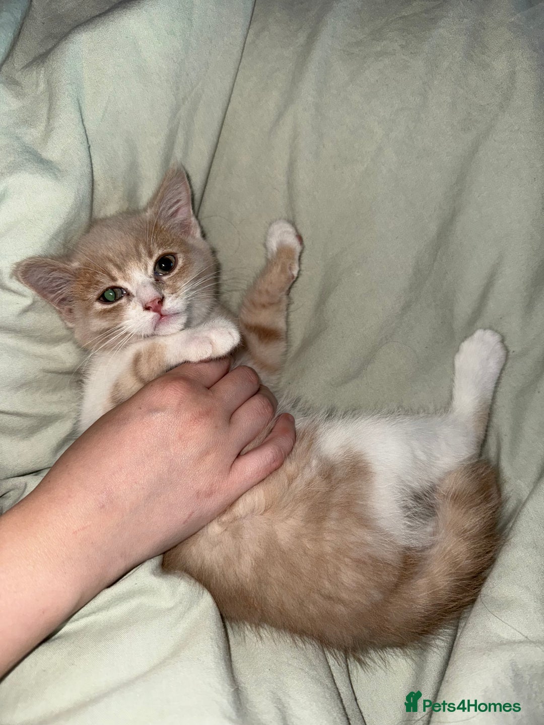 Mixed Breed cats for sale: Beautiful male kitten - Image 4