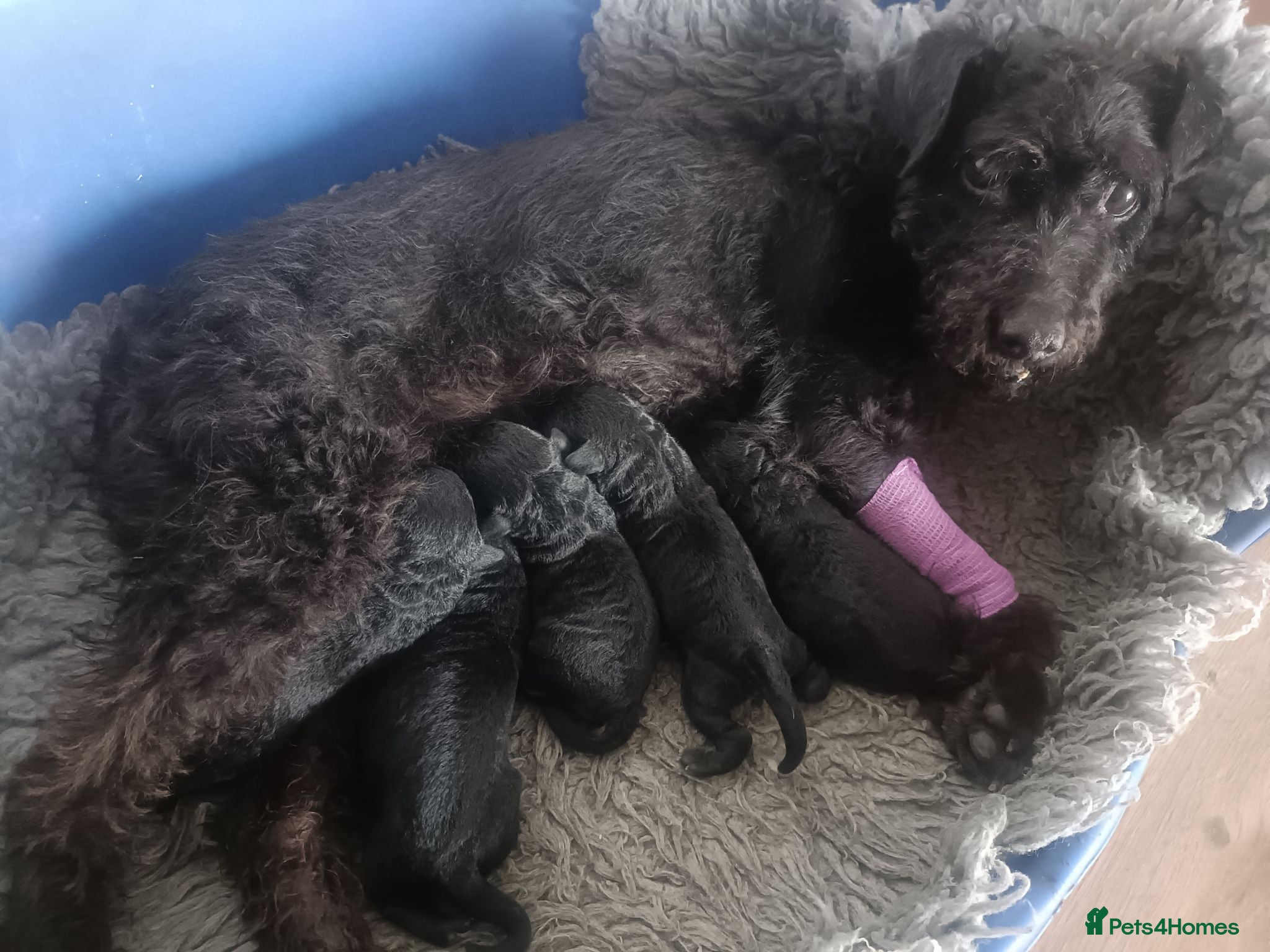Mixed Breed dogs Bedlington/Patterdale - Advert 1