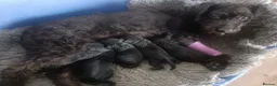 Mixed Breed dogs for sale: Bedlington/Patterdale - Advert 1
