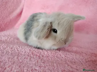 Mini Lop rabbits Baby mini lops for sale - Advert 1