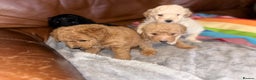 Labradoodle dogs for sale: F1b miniature labradoodles - Advert 9