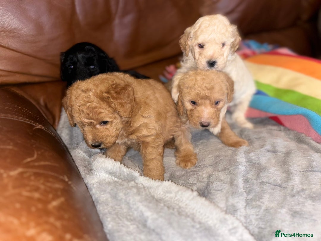 Labradoodle dogs for sale: F1b miniature labradoodles - Advert 9