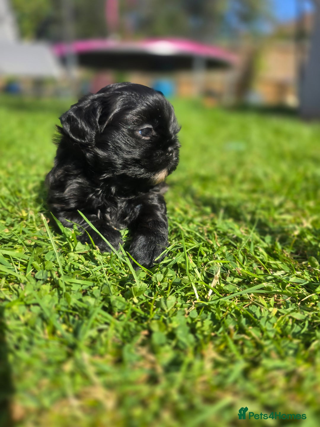 Shih Tzu dogs for sale: Shih Tzu Imperial (Karashishi) - Image 8