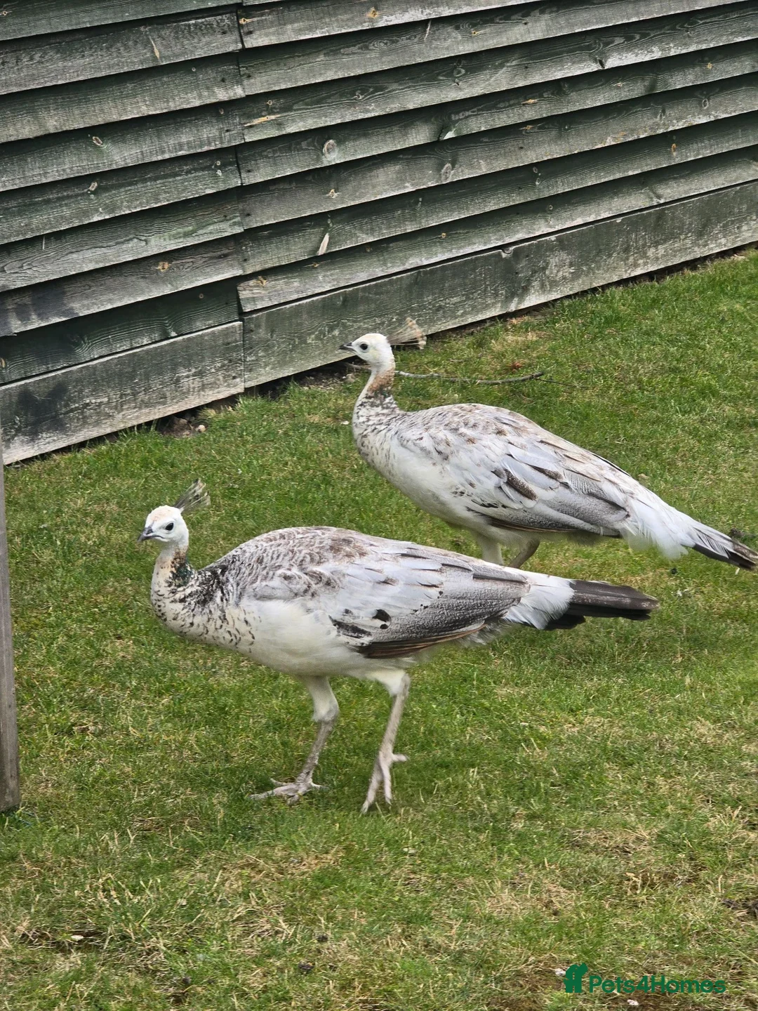 Peafowl poultry for sale: Mixed peacocks and hens  in Rotherham - Advert 1