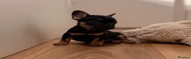 French Bulldog 4
