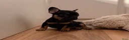 French Bulldog dogs for sale: 🐾 6 Beautiful KC Registered French Bulldog Puppys - Advert 31