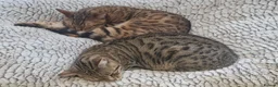 Bengal cats for sale: Two adult Bengals looking for a loving home  - Advert 4