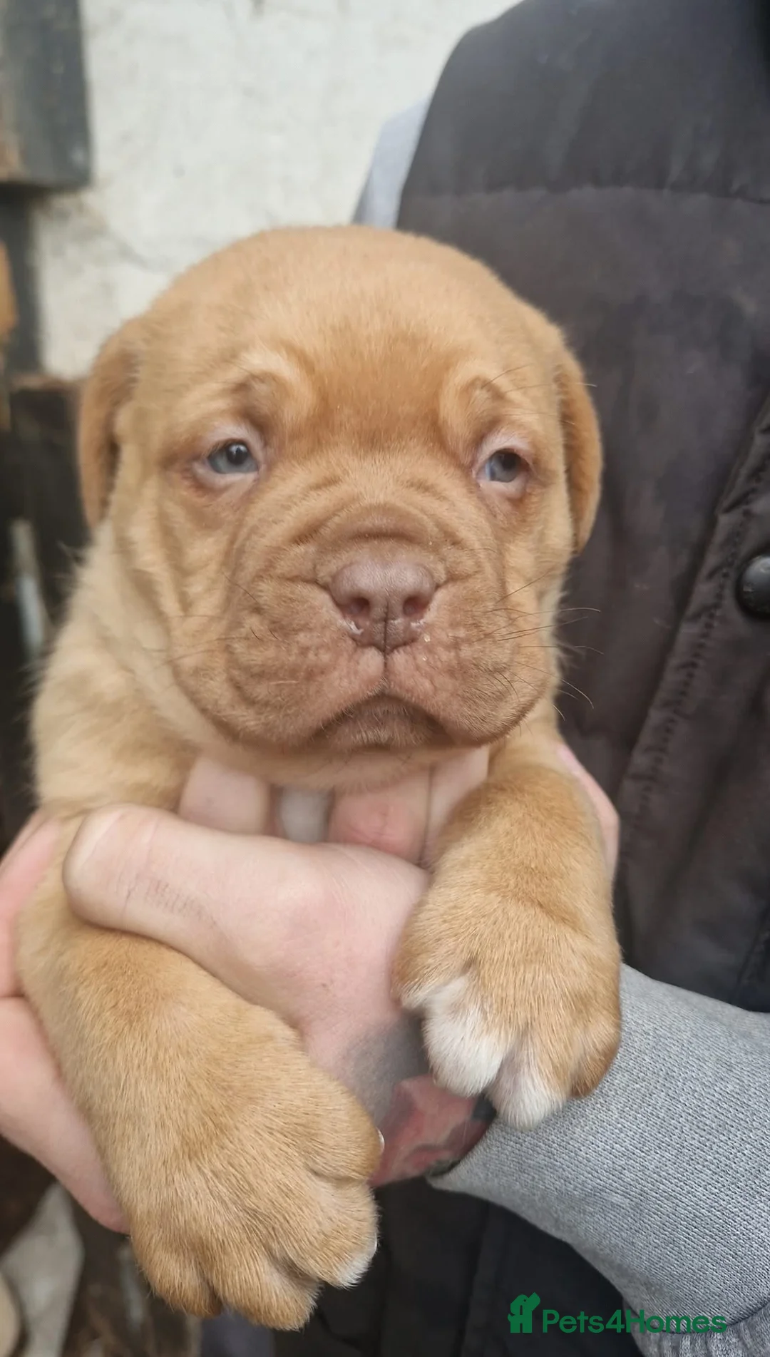Dogue De Bordeaux dogs for stud: Proven KC Reg Dogue De Bordeaux in Newcastle upon Tyne - Advert 7