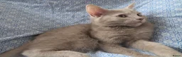 Mixed Breed cats for sale: SPECIAL discount £ only beige kitten ❤️❤️😻💓  - Advert 6