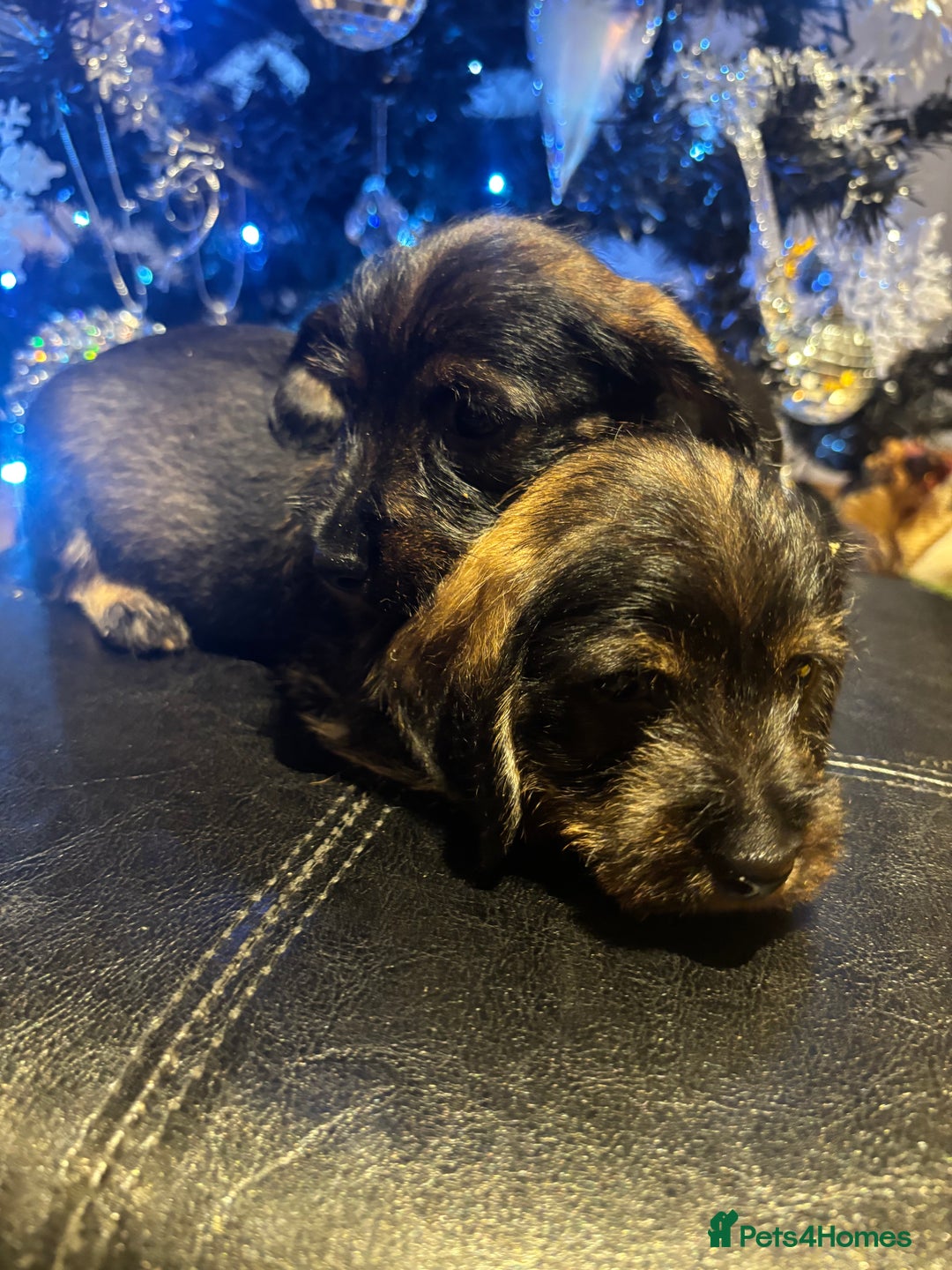 Miniature Dachshund dogs for sale: Wire Haired Dachshunds  - Advert 6