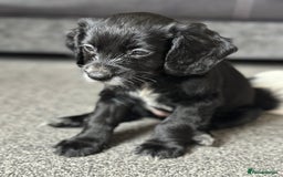Cocker Spaniel dogs for sale: 1 Gorgeous Girl Cocker Spaniels - Ready to leave - Image 3