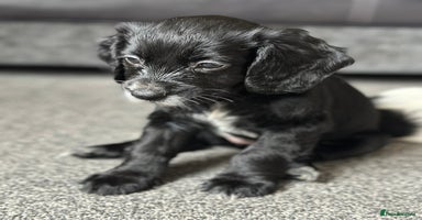 Cocker Spaniel dogs - Advert 10