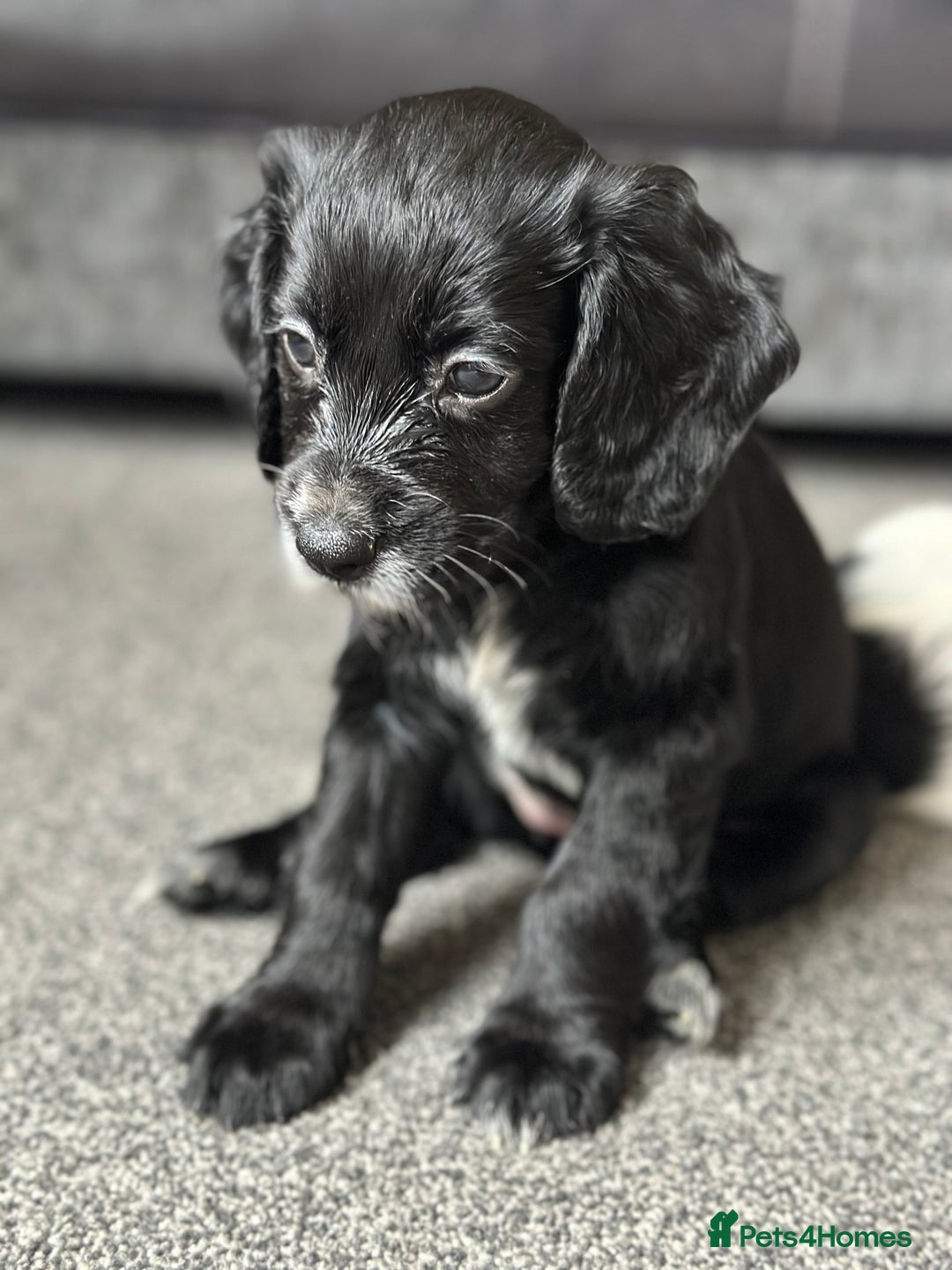 Cocker Spaniel dogs for sale: 1 Gorgeous Girl Cocker Spaniels - Ready to leave - Image 3