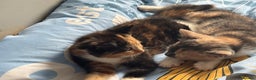 Mixed Breed cats for sale: Nebu/nova and luna(mother) - Advert 8