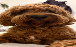 Cockapoo dogs for sale: Beautiful cockapoo pups - Image 13