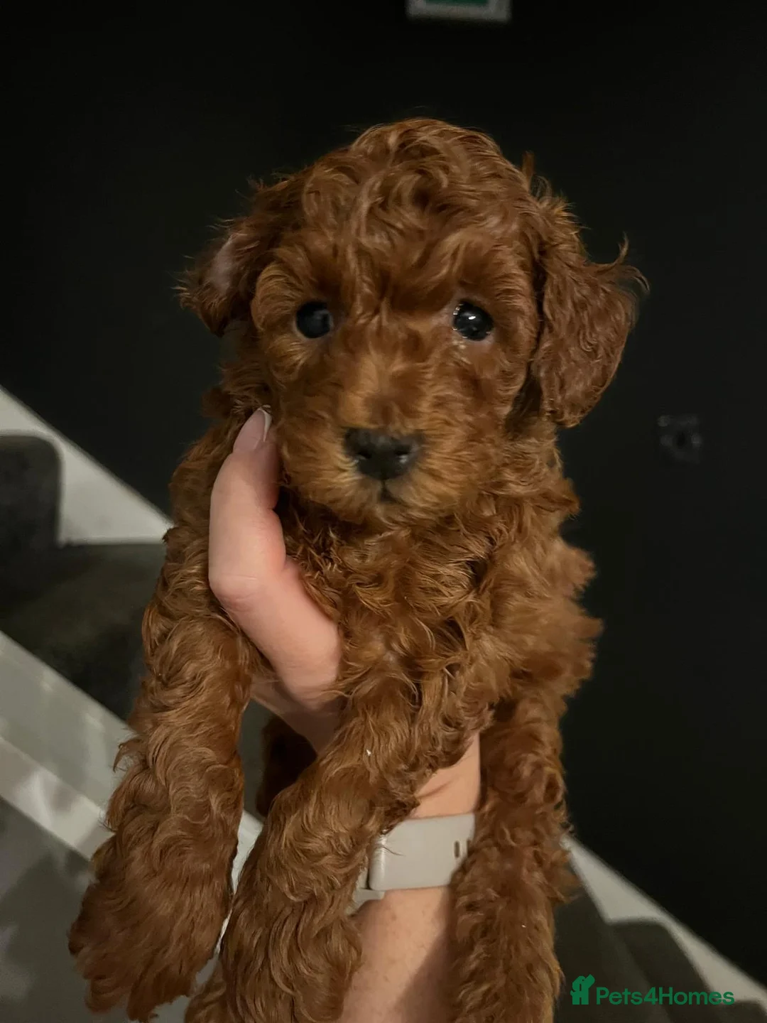 Toy Poodle dogs for sale: KC Registered Toy Poodle Puppies Available - Advert 9