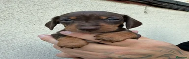 Miniature Dachshund 3