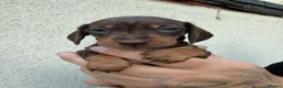 Miniature Dachshund dogs for sale: Stunning Miniature Dachshund pups  - Advert 18